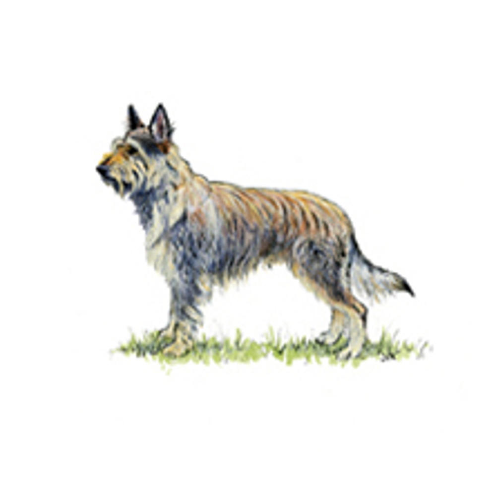 Picardy Sheepdog illustration