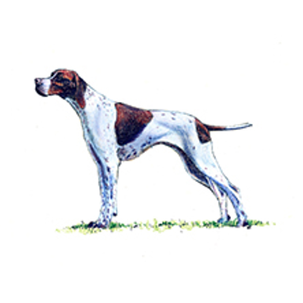 Pointer illustration