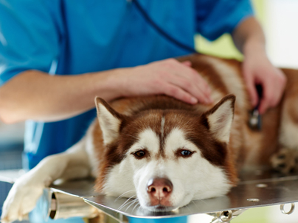 Dog laying on vet table