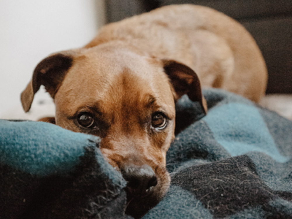 Dog laying on blanket