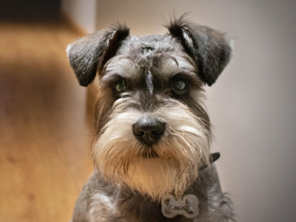 Miniature Schnauzer puppy