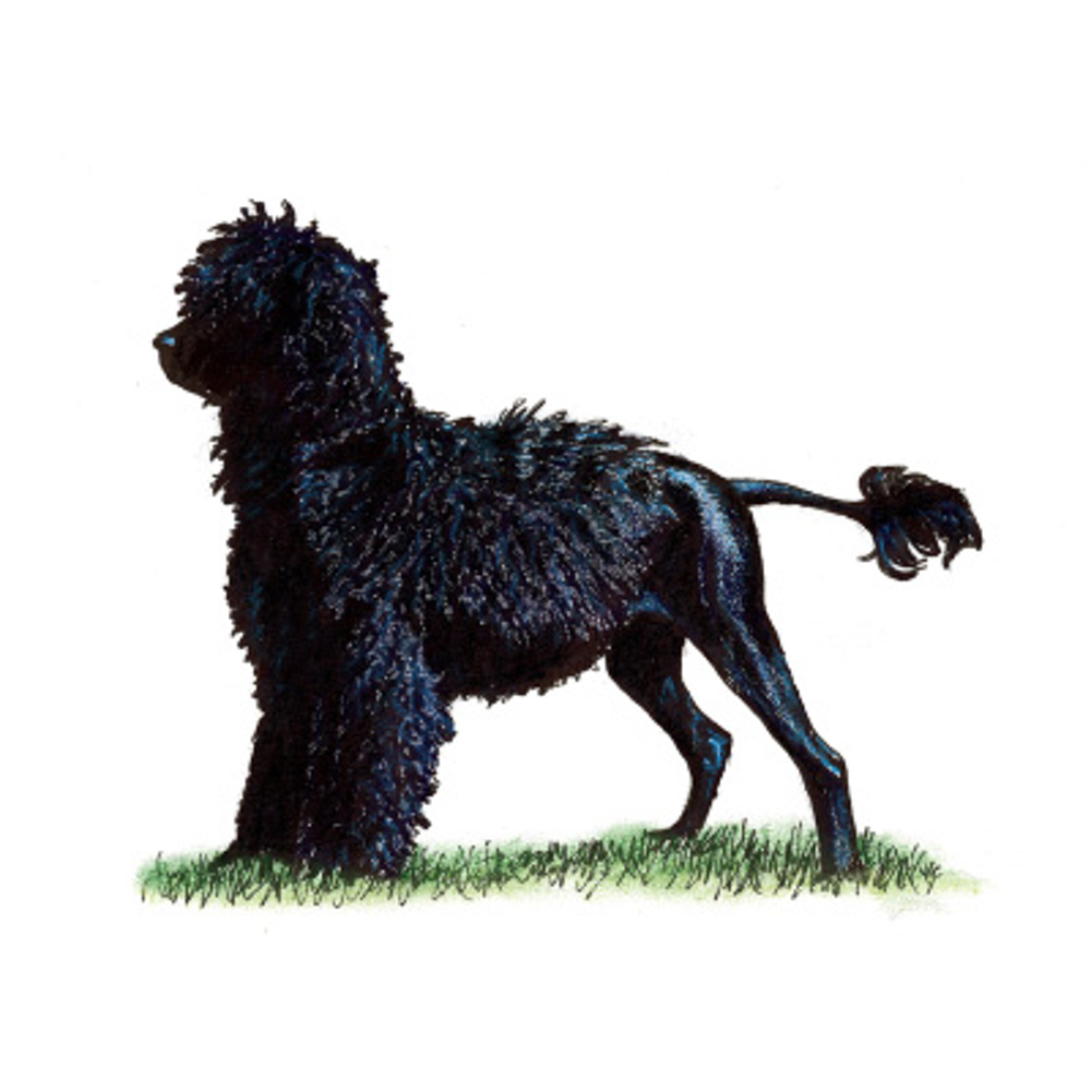 Portuguese Water Dog illustration