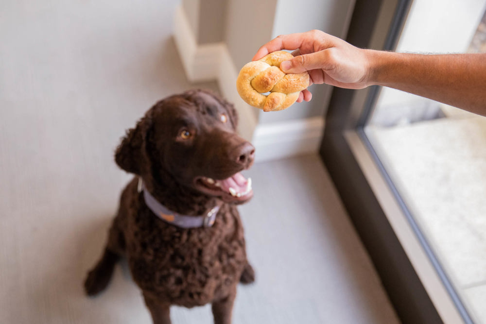 Dog sitting waiting for dog treat