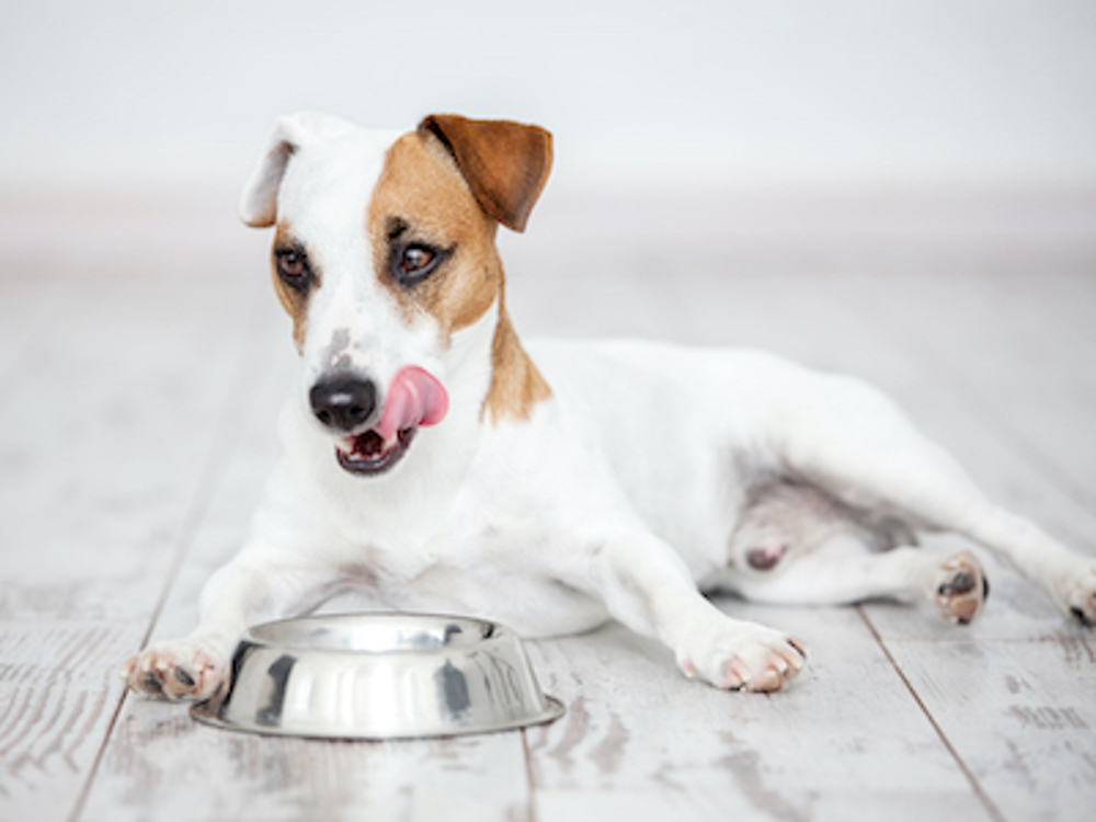 Dog licking its lips while eating