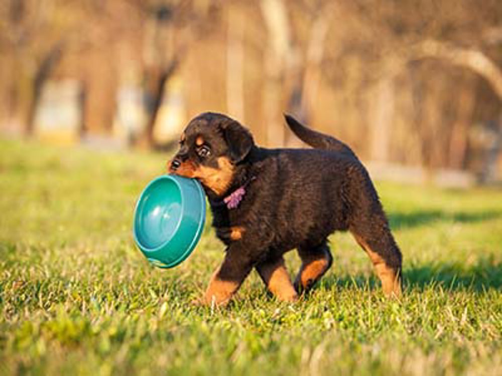 Puppy carrying food bowl