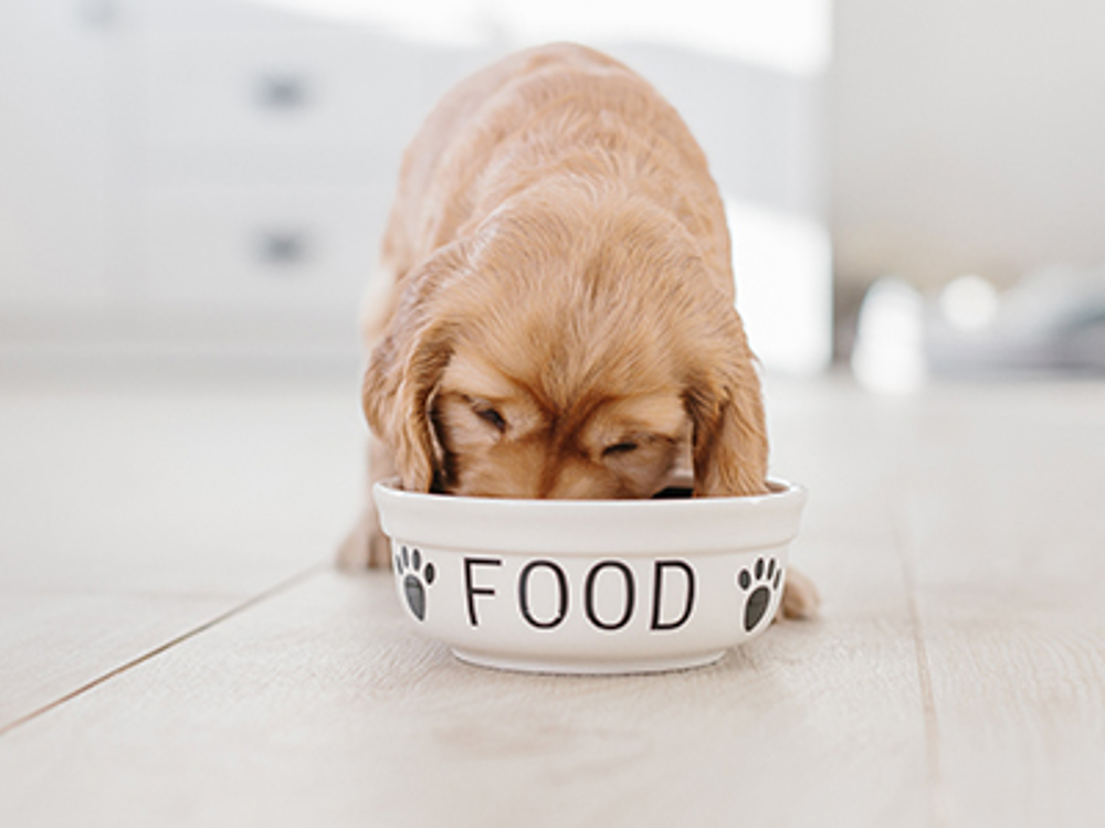 Labrador puppy eating