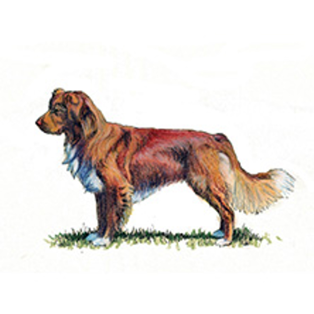 Retriever (Nova Scotia Duck Tolling) illustration