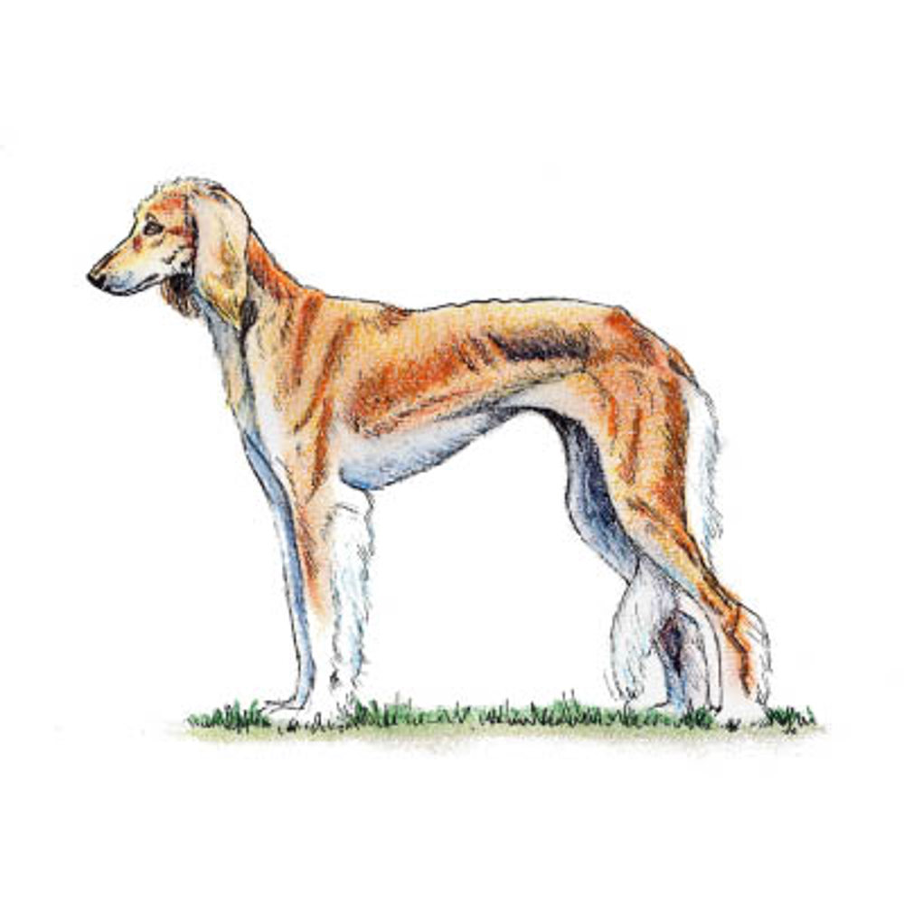 Saluki illustration