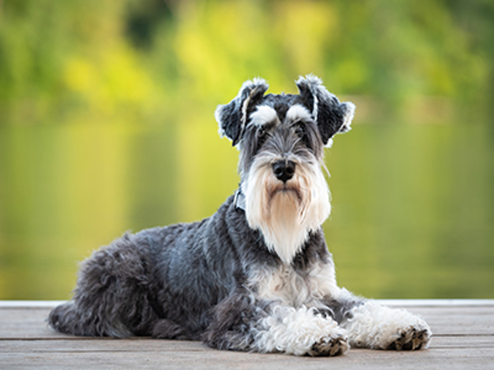 Schnauzer