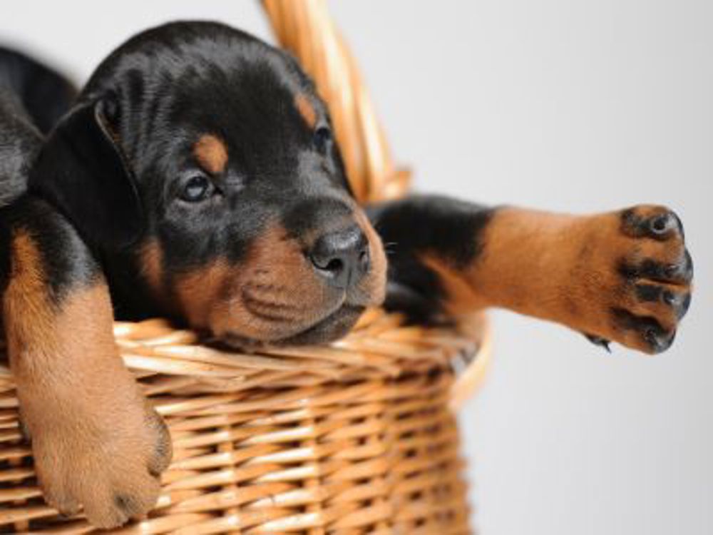 puppy in basket