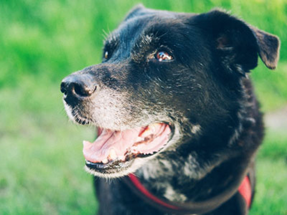 Dog with mouth open