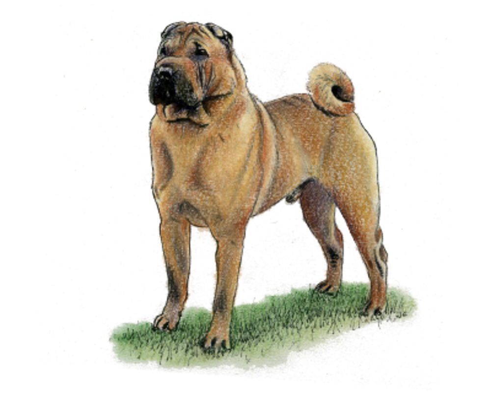 Shar Pei illustration