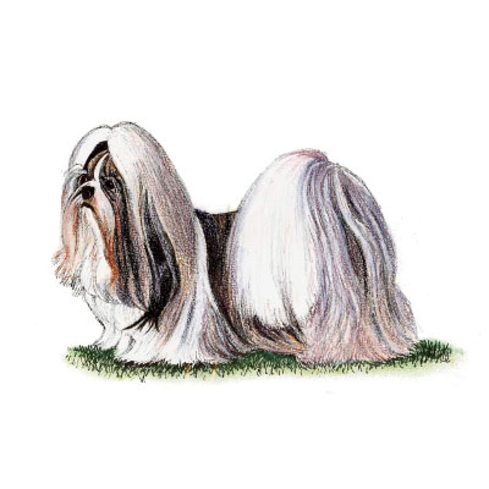 Shih Tzu illustration