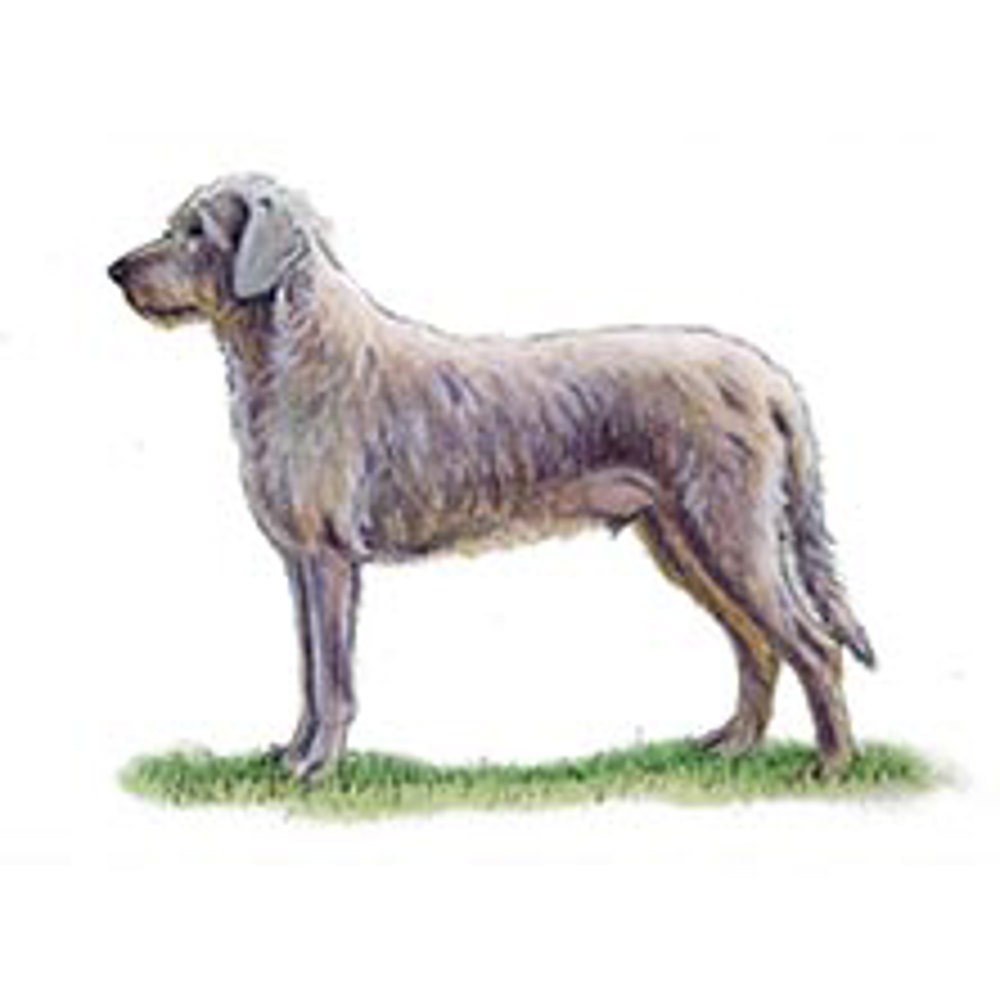 Slovakian Rough Haired Pointer illustration