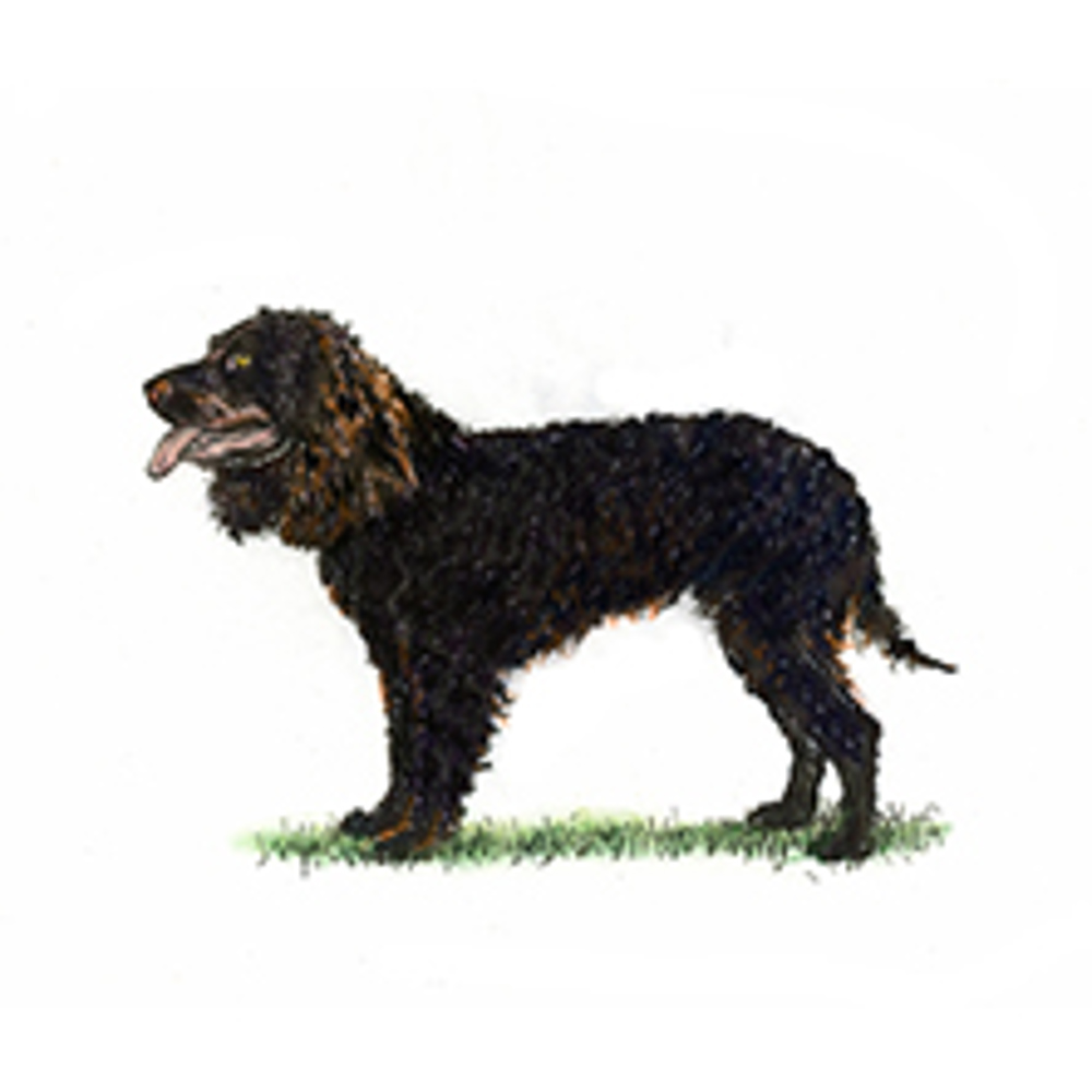 Spaniel (American Water) illustration