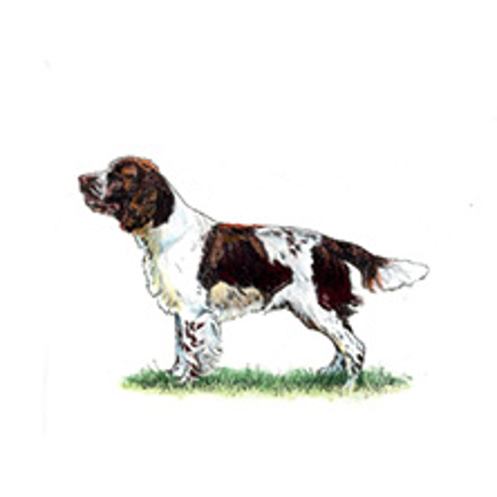 Spaniel (English Springer) illustration