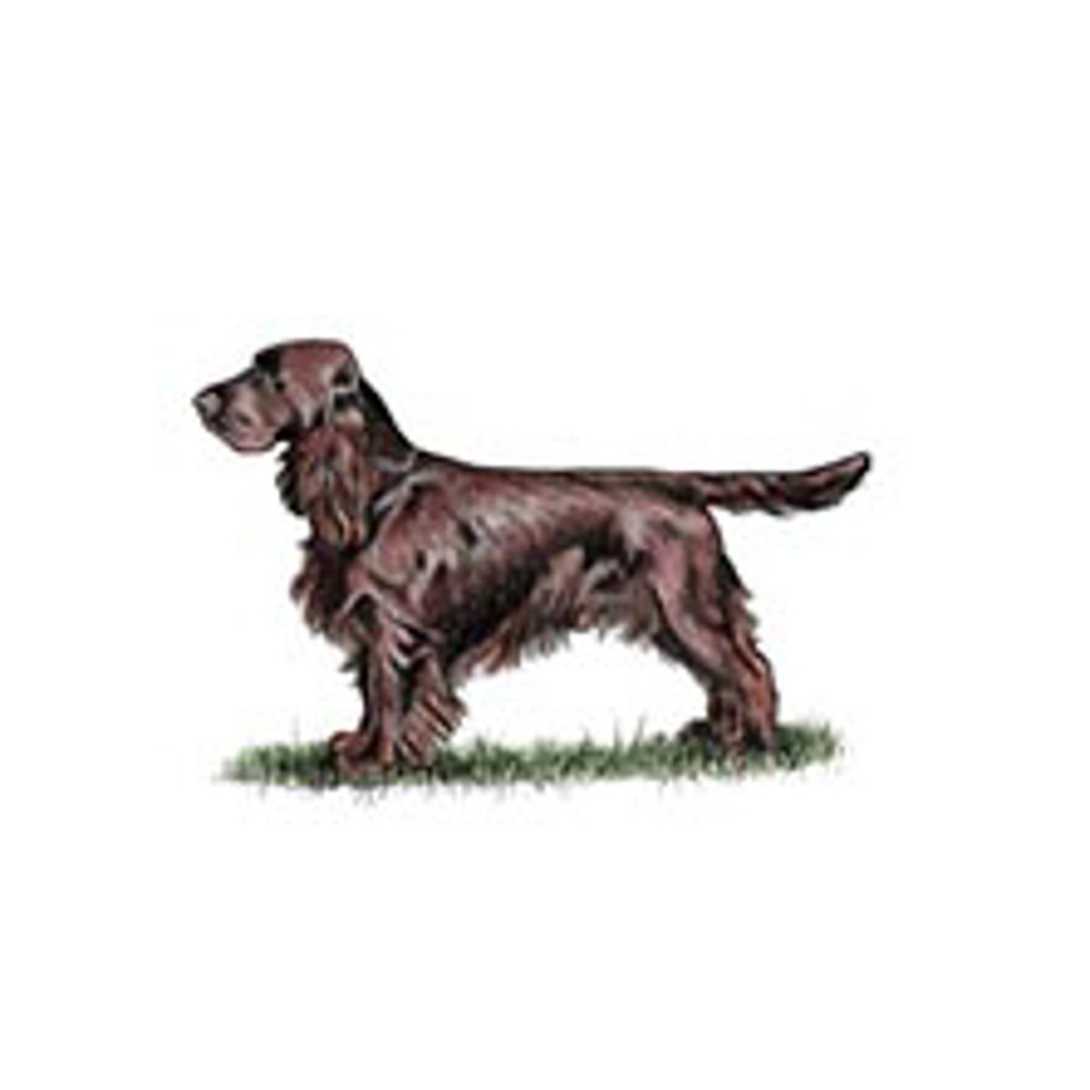 Spaniel (Field) illustration