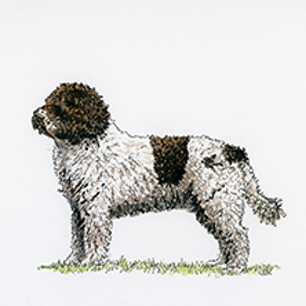 Spanish Water Dog illustration