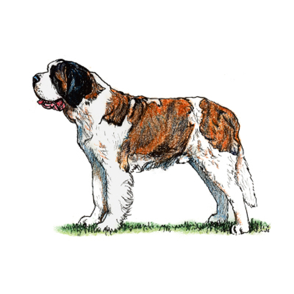 St. Bernard illustration