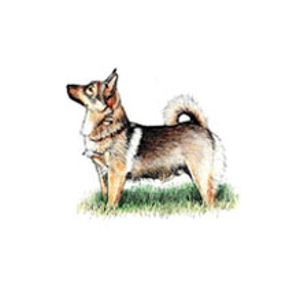 Swedish Vallhund illustration