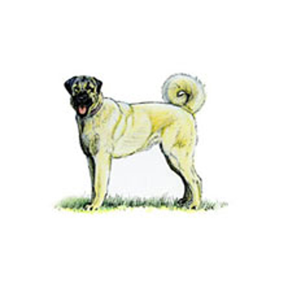 Turkish Kangal Dog illustration