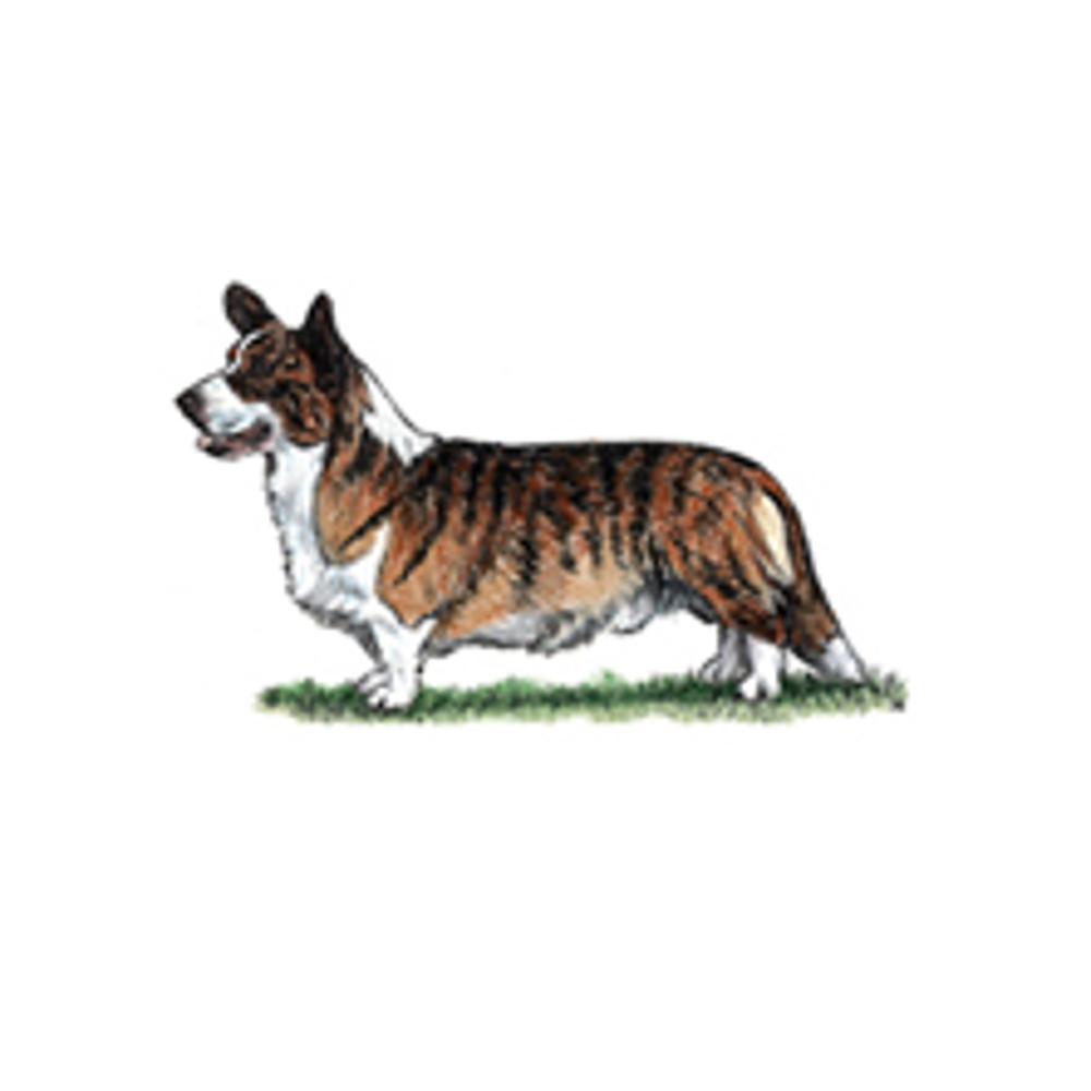 Welsh Corgi (Cardigan)