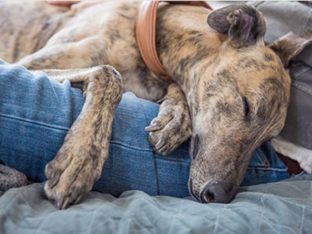 Whippet laying on legs