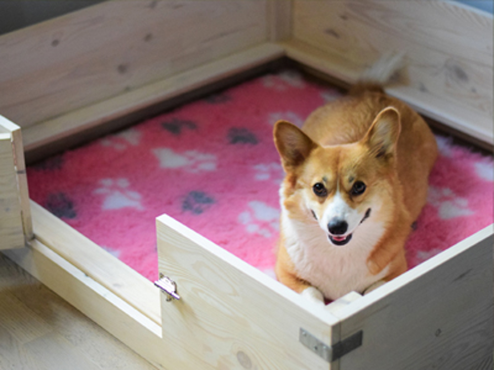 Corgi sat in a whelping box