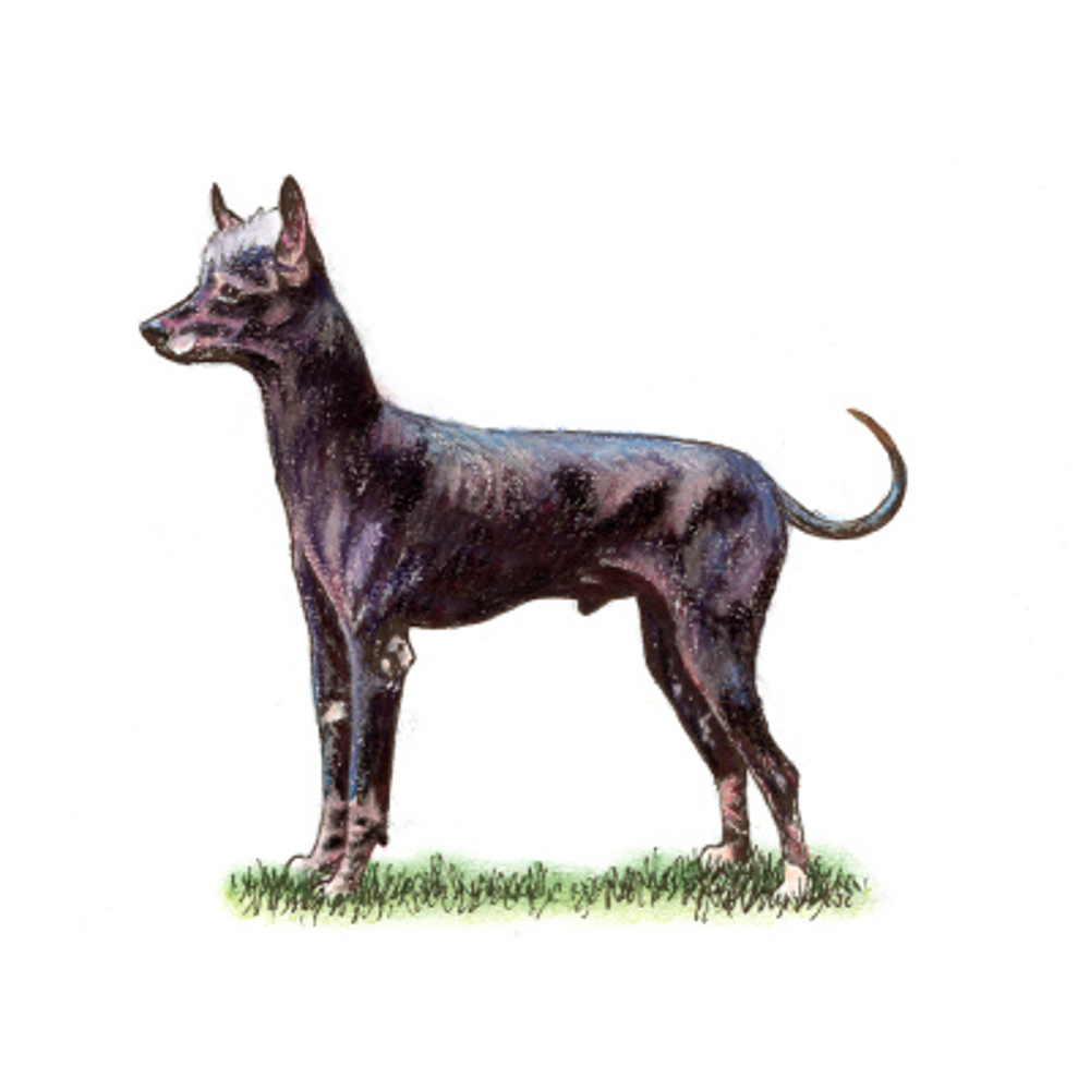 Xoloitzcuintle Int illustration