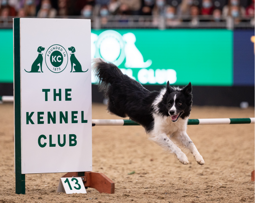 Kennel Club agility Credit The Kennel Club - Yulia Titovets